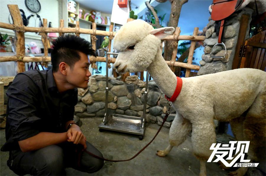 Alpaka – Von den Anden in Chinas Haushalte