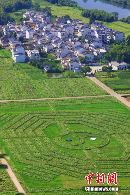Weissagung aus dem Sonnenblumen-Feld