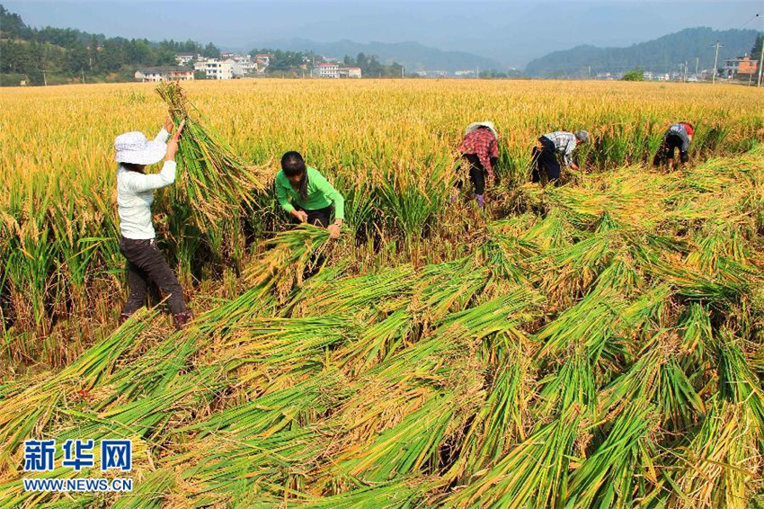 Ernte des ?Super-Reises“ in Hunan