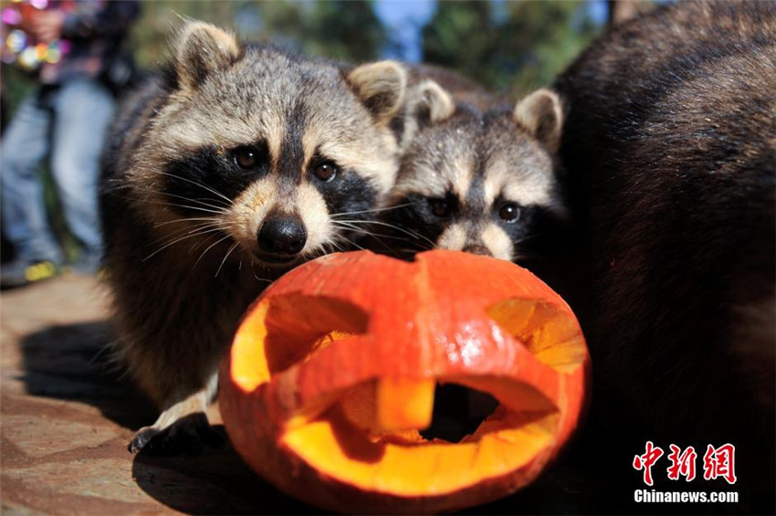 Auch Chinesen feiern Halloween
