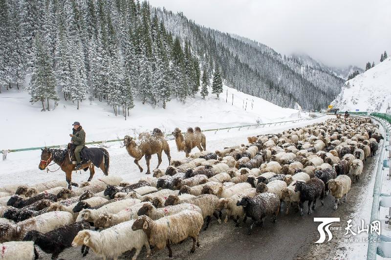 Xinjiang: Schafherde im Schneegest?ber