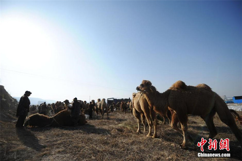 Neue Kamelkarawane auf der alten Seidenstra?e