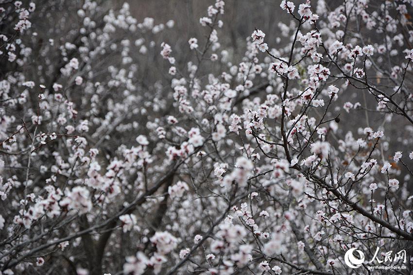 Bi Gu: Nicht essen, um gesund zu werden