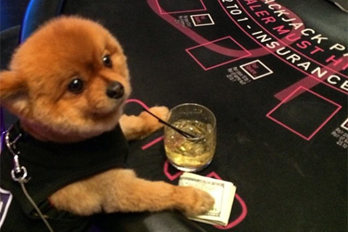 Das Luxusleben der haarigen Reichen