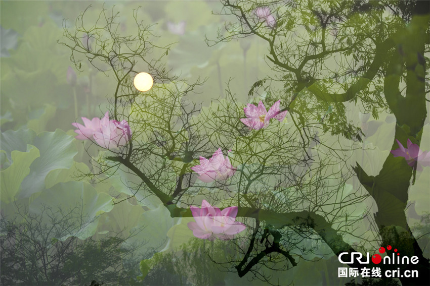 Kreative Fotografie: Die erstaunliche Sch?nheit des Lotos