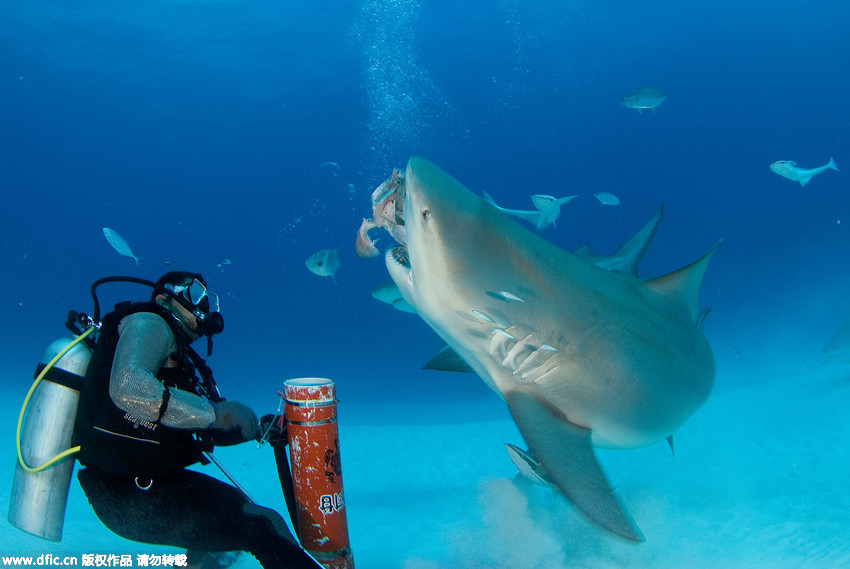 Taucher füttert Bullenhaie im Meer