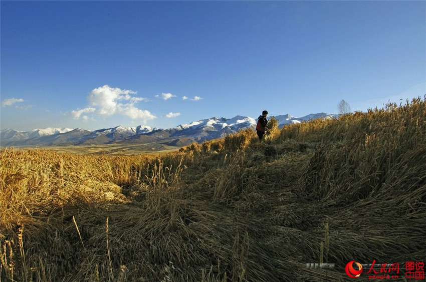 Erntezeit auf dem Qinghai-Tibet-Plateau