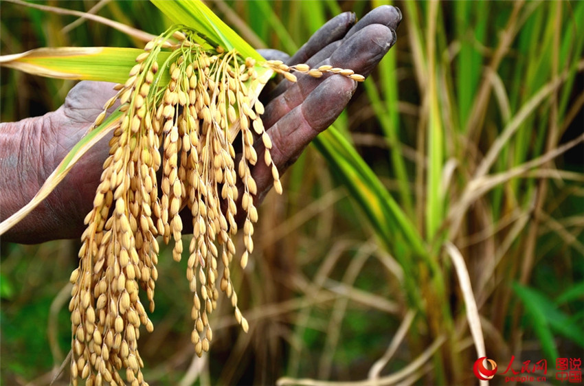 ?Goldene“ Reisernte in Shaanxi