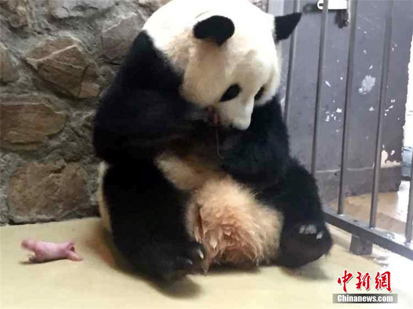 Panda Qingxi bringt Zwillinge zur Welt