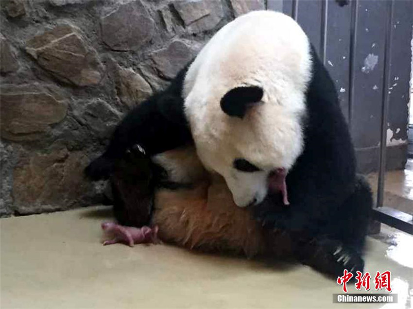 Panda Qingxi bringt Zwillinge zur Welt