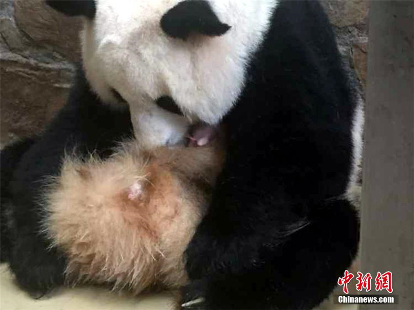 Panda Qingxi bringt Zwillinge zur Welt
