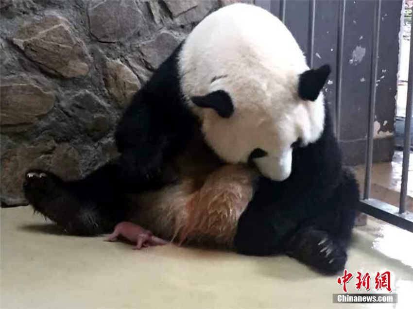 Panda Qingxi bringt Zwillinge zur Welt