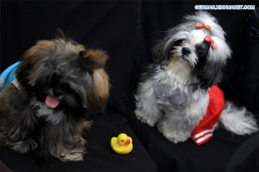 Welttierschutztag in Philippinen gefeiert