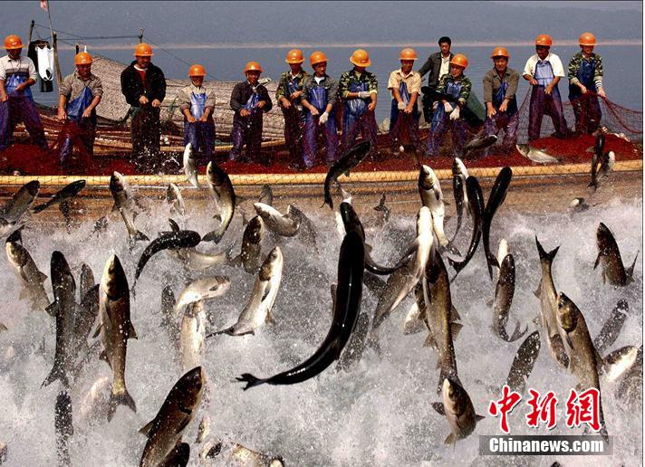 ?Fisch-K?nig“ im Qiandao-See gefangen