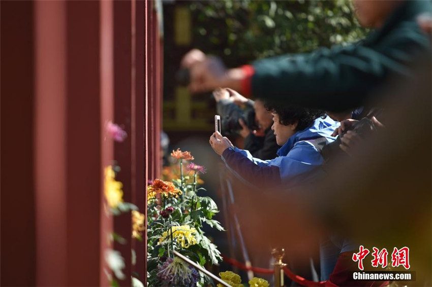 Bunte Chrysanthemen-Ausstellung in Beijing