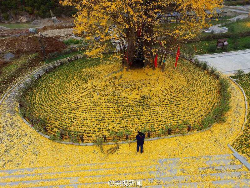 ?Goldener Teppich“ aus Gingko-Bl?ttern in Hanzhong