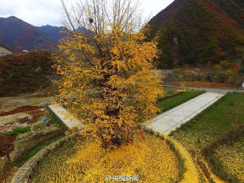 ?Goldener Teppich“ aus Gingko-Bl?ttern in Hanzhong