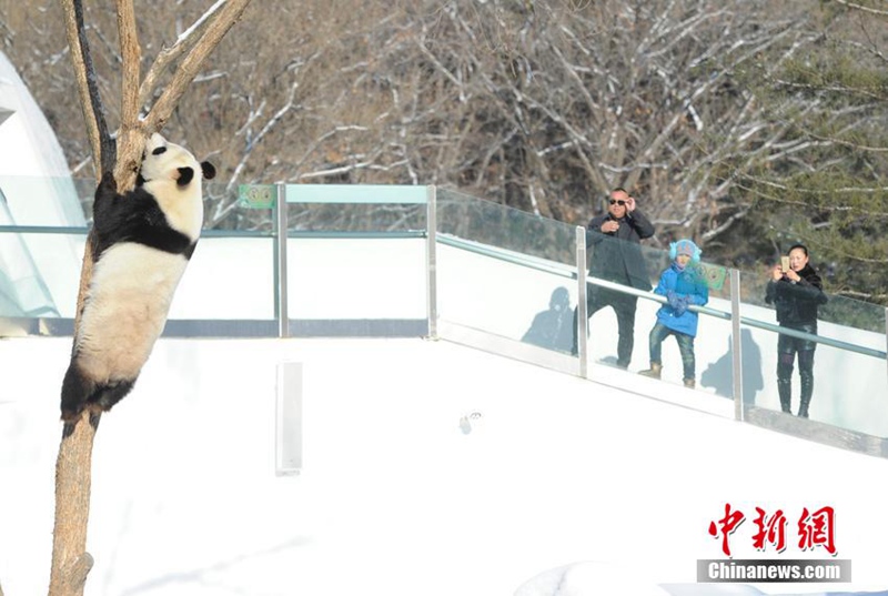 Panda-Winterfreuden in Jilin