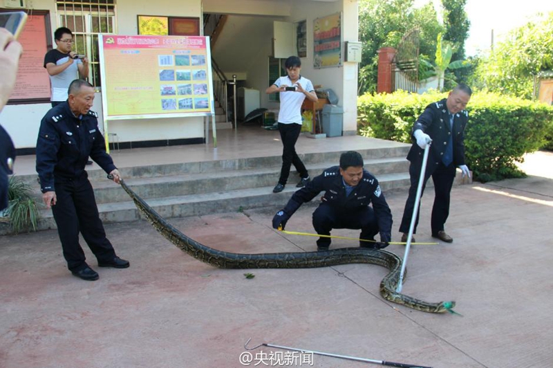 100-j?hrige Python in Yunnan entdeckt