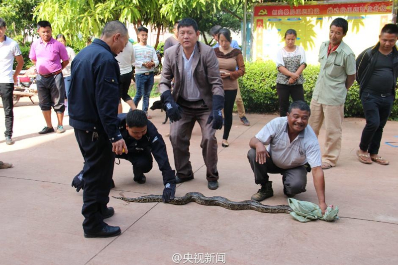 100-j?hrige Python in Yunnan entdeckt