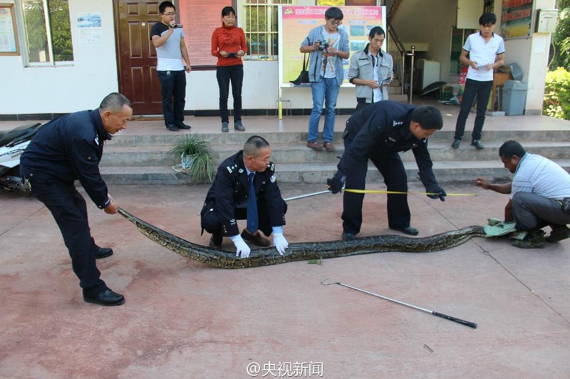 100-j?hrige Python in Yunnan entdeckt