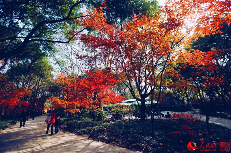 Roter und gelber Ahorn in Shanghai