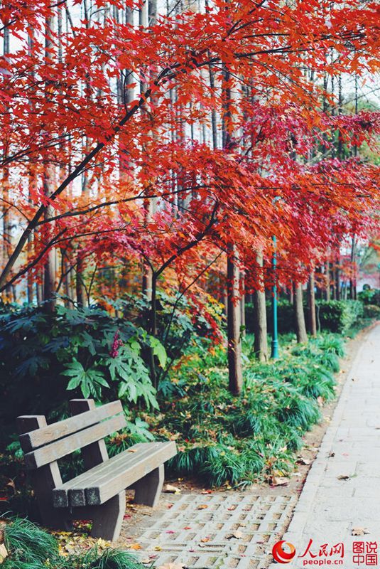 Roter und gelber Ahorn in Shanghai
