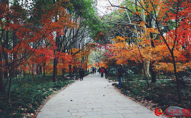 Roter und gelber Ahorn in Shanghai