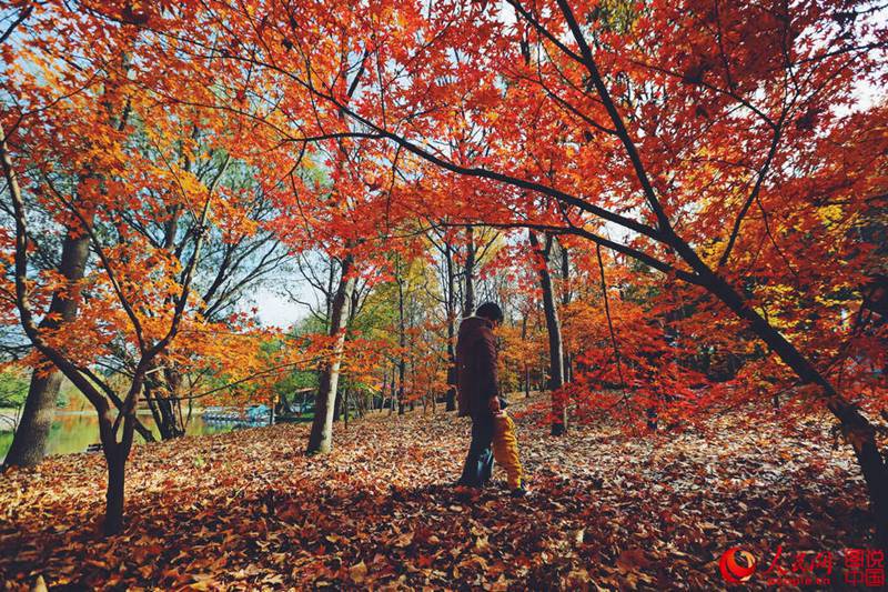Roter und gelber Ahorn in Shanghai