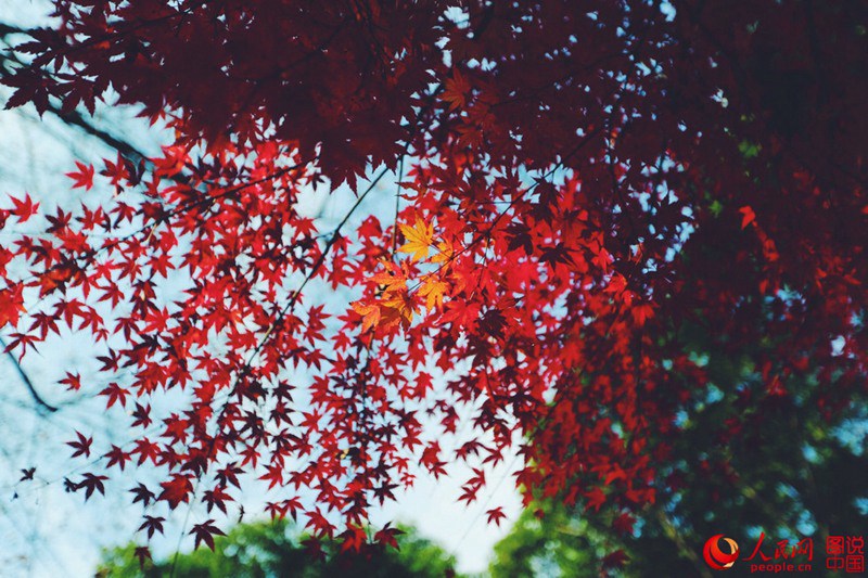 Roter und gelber Ahorn in Shanghai
