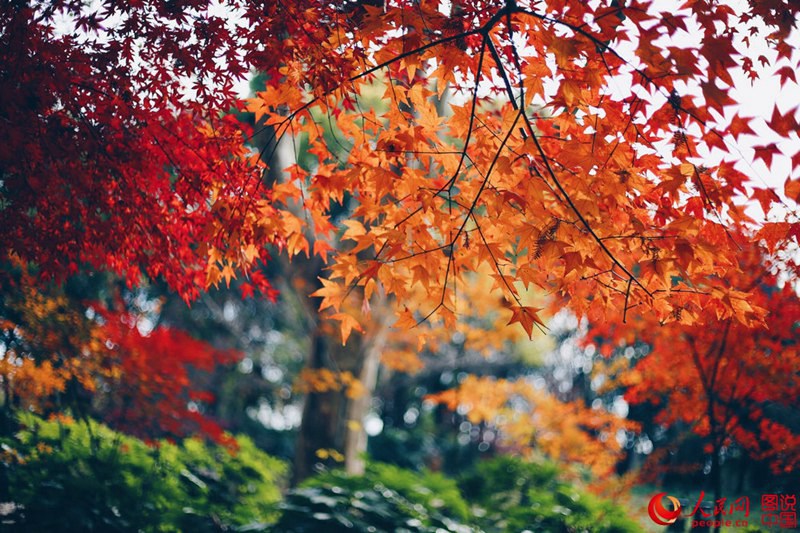 Roter und gelber Ahorn in Shanghai