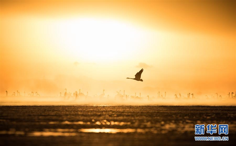 ?Tanz der Schw?ne“ am Qinghai-See