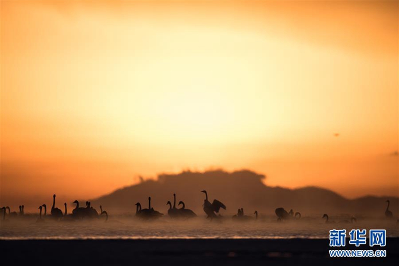 ?Tanz der Schw?ne“ am Qinghai-See