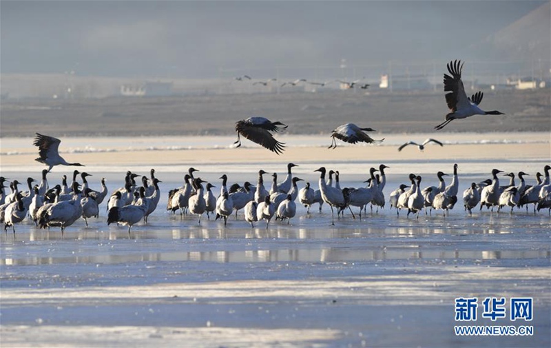 Schwarzhalskranich am Yarlungzangbo-Fluss