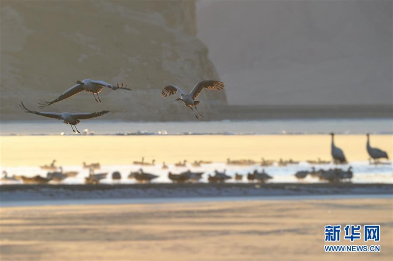 Schwarzhalskranich am Yarlungzangbo-Fluss