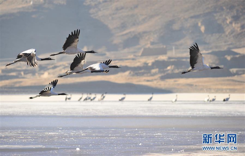 Schwarzhalskranich am Yarlungzangbo-Fluss