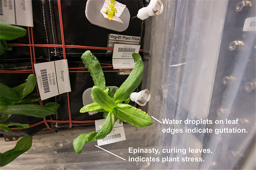 Essbare Zinnie in der NASA-Raumstation erblüht