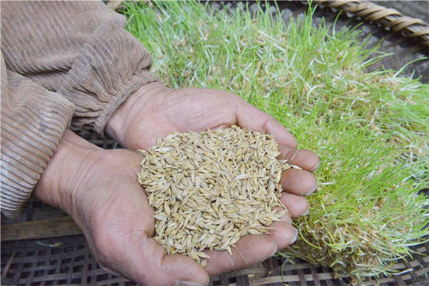 Guizhou: Bauer kreiiert spezielle Sü?igkeiten fürs chinesische Neujahr