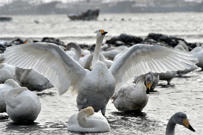 Rongcheng: Winterparadies für Singschw?ne