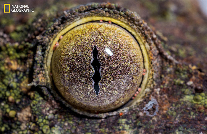 Tieraugen als Spiegel der Naturvielfalt