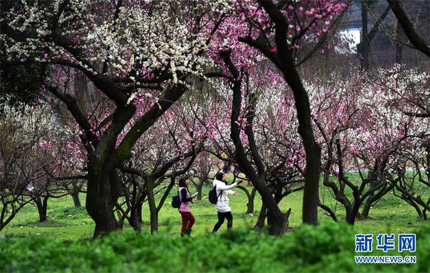 Pflaumenblüte in Wuhan