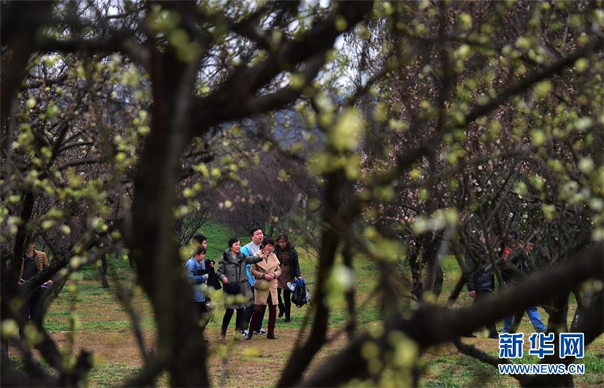Pflaumenblüte in Wuhan