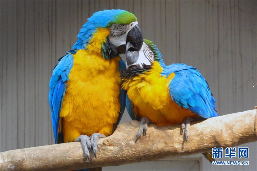 Bunte Papageien zeigen ihre Liebe am Valentinstag