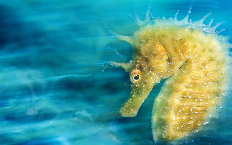 2016 Underwater Photography Contest: ?Gold“ gewinnt