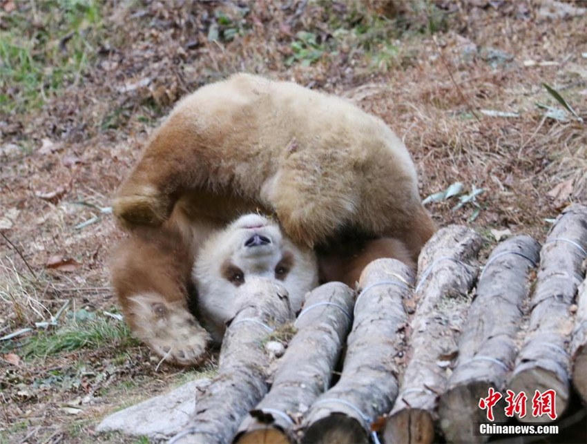 Qi Zai – Der einzige braune Panda der Welt