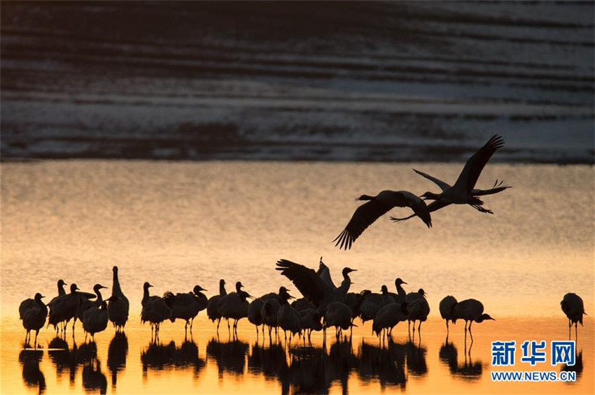 Schwarzhalskraniche überwintern in Yunnan