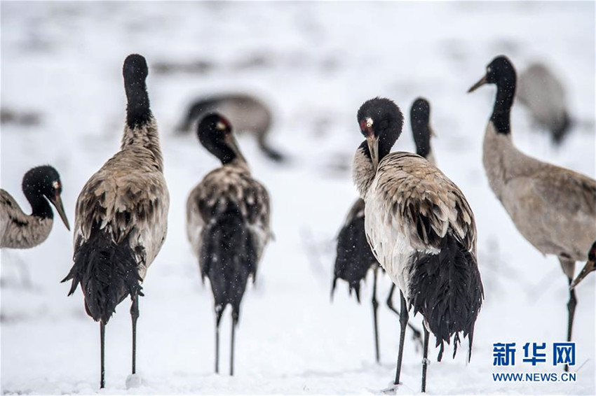 Schwarzhalskraniche überwintern in Yunnan