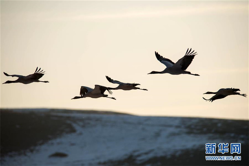 Schwarzhalskraniche überwintern in Yunnan