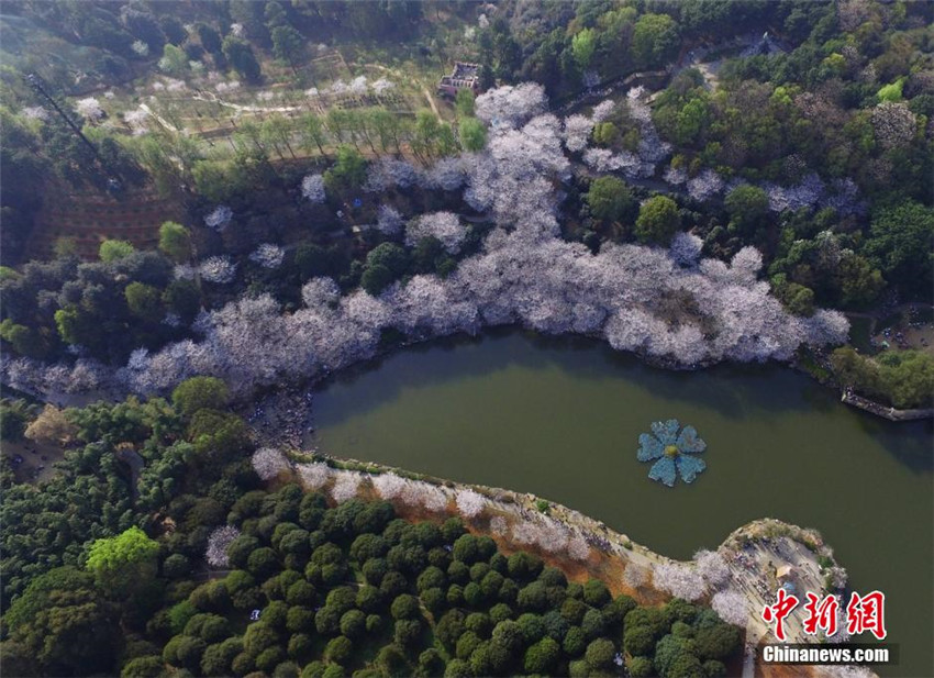 Luftbilder: Kirschblüten in Hunan