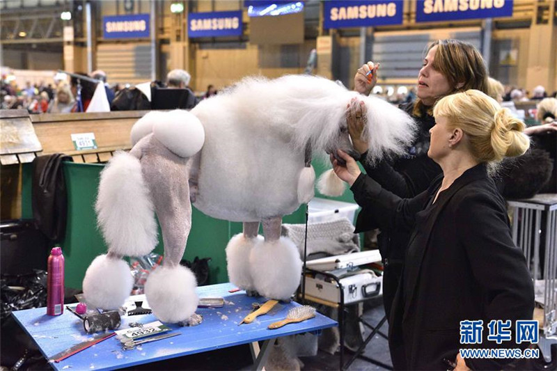 Weltweit gr??te Hundeschau in Birmingham